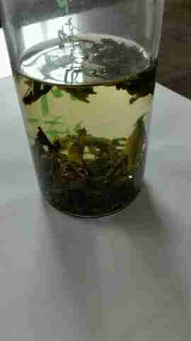 高山茶叶 绿茶