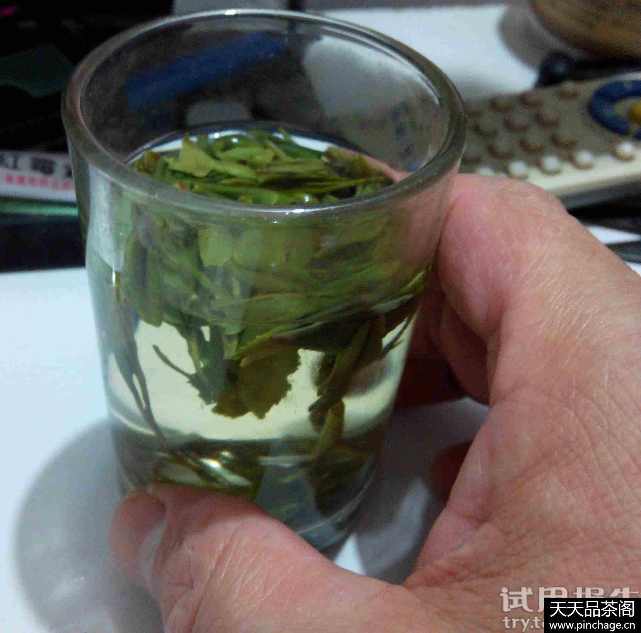 安徽霍山黄芽 黄茶 茶叶