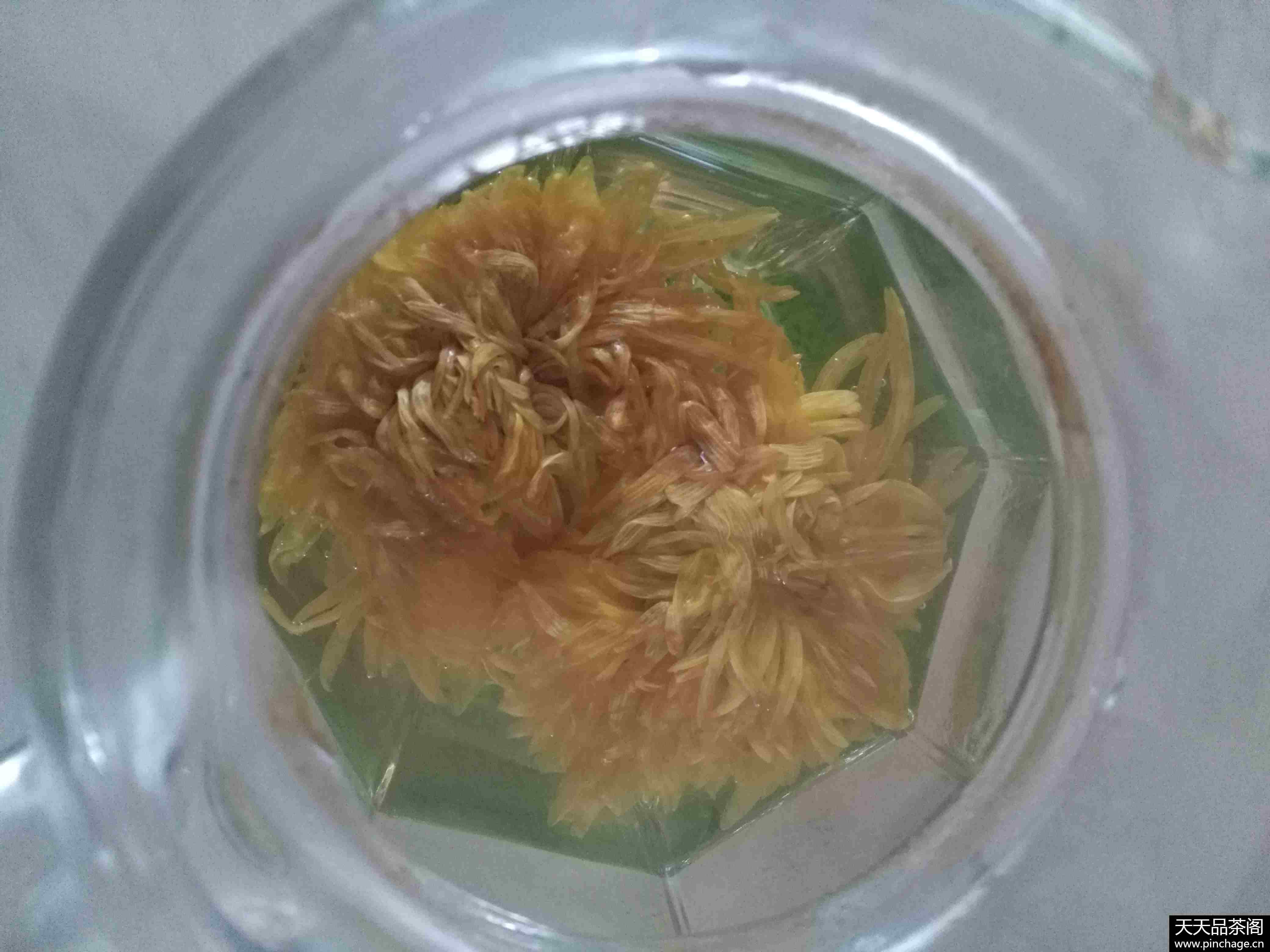 一朵一杯金丝黄菊