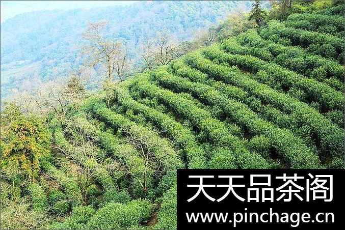 龙井茶主要产自哪些地方