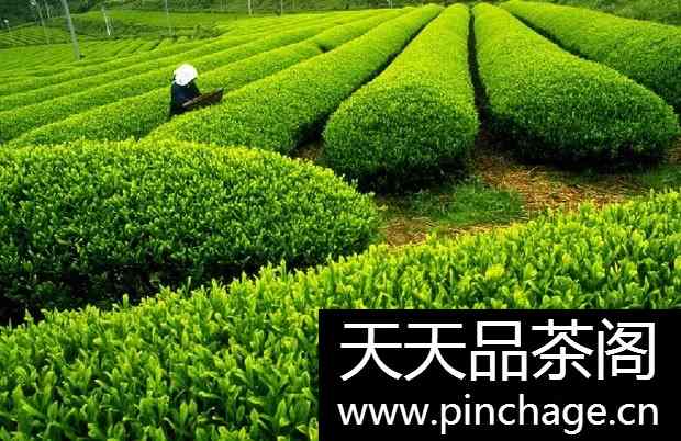 中国六大茶类分类